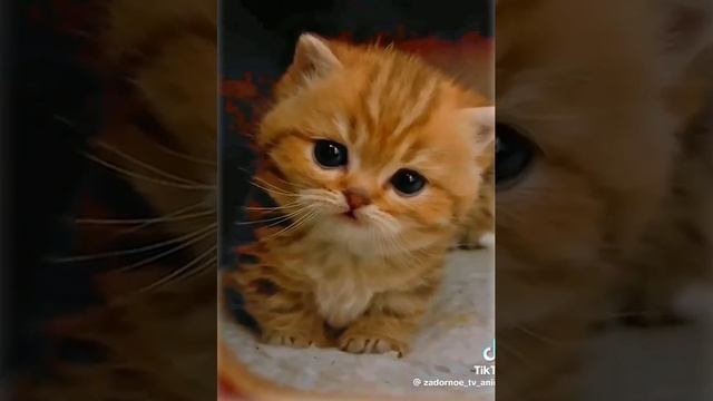 смешные котики