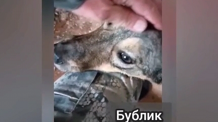 Спасите!!! Добрый умный Бублик ищет дом.