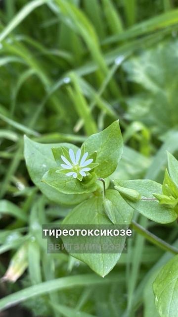при нехватке сил и анемии