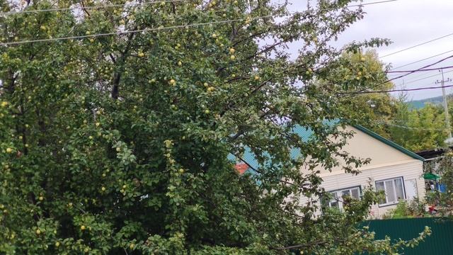 Деревенская яблоня в сентябре, жизнь в деревне