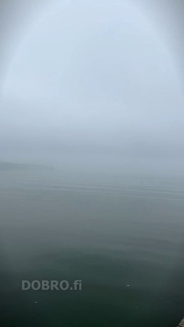Ёжик в тумане