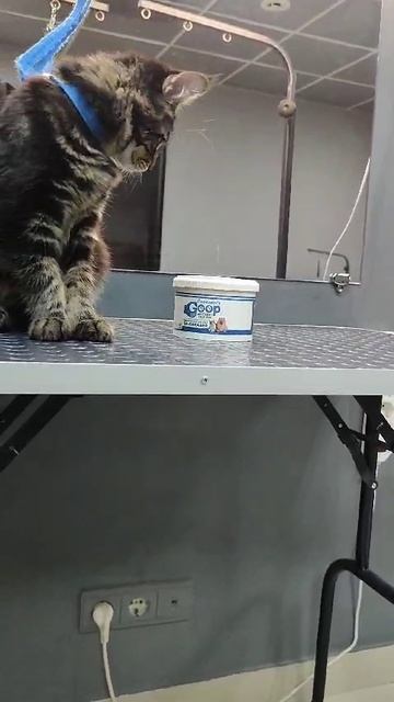 Котик мейн-кунчик