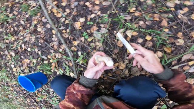 СБОР БЕЛЫХ ГРИБОВ 4 СЕНТЯБРЯ