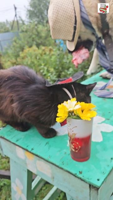 Пушинка с Чернухой поблагодарили Ausra за подарок 💝🙏 и пожелали Всем Счастья 🌤💐❤️🐈🐈⬛