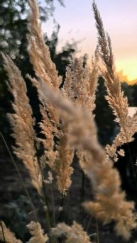 Россия родная.mp4