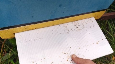 4.09.25. Третьи сутки после обработки дымом!!! Эффект удивляет!!!