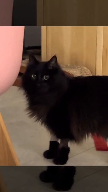 Кот в сапогах