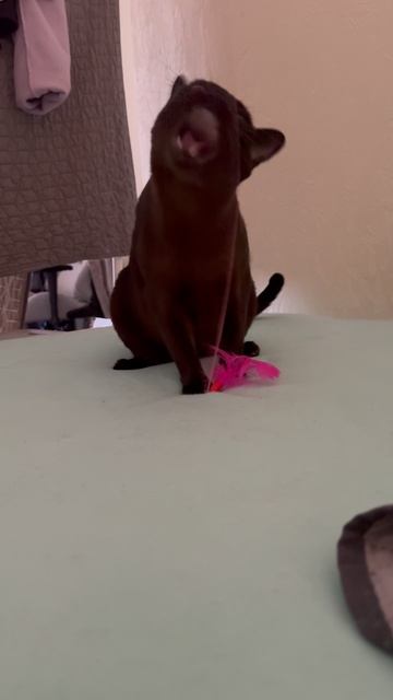 кошка - маленький аллигатор #кошка #cat #прикольныекоты #кошкаприкол #кот  #мейнкун #бурма #кот