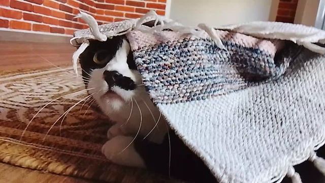 кошка муся