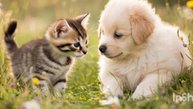 Сказка про дружбу котёнка Мурчика и щенка Бобби