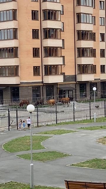 Владикавказ. Животные в городе