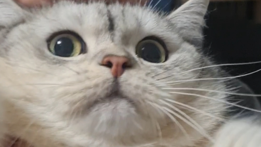 котик