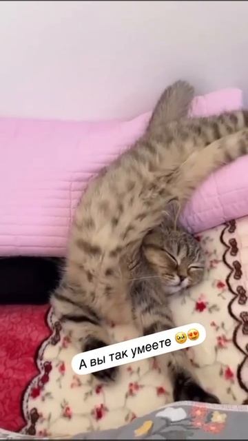 Смешные коты часть 1