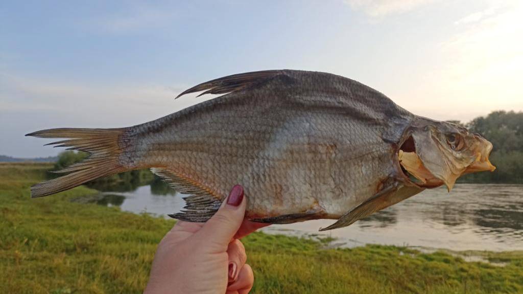 Крупный вяленый лещ слабосоленый