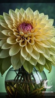 Love blossoms when we learn to see beauty in the simple.