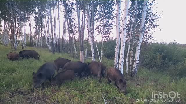 Много кабанов. Козлы во время гона. Молодой барсук.