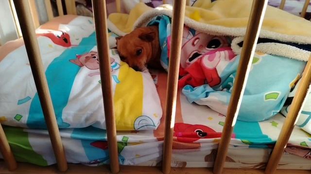 Миля сладенько дремлет в детской кроватке