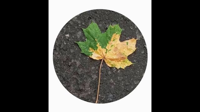Осень.mp4