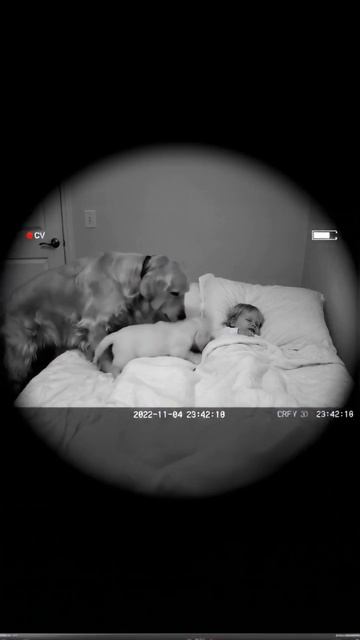 Лабрадор, щенок и дети.mp4