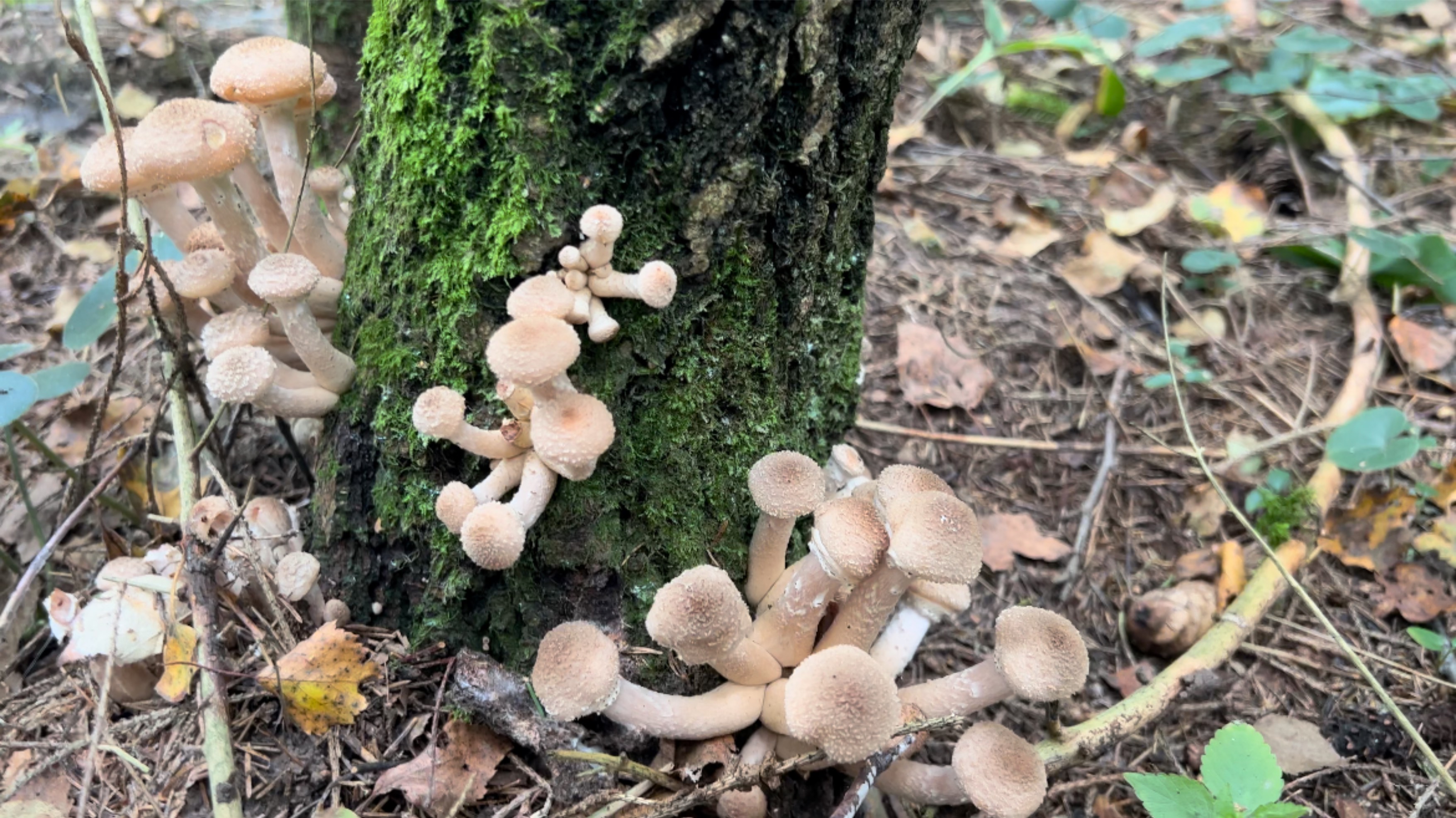 🥰Грибы! Много Грибов! Опята Подмосковья 🥰🥰🥰 #грибы #опята #тихаяохота