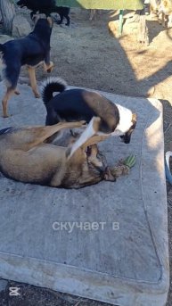 Никусе нужен дом