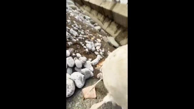 Пак 033 (приколы, мемы, смешные видео)