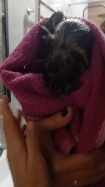 купаем Джесси в ракавине