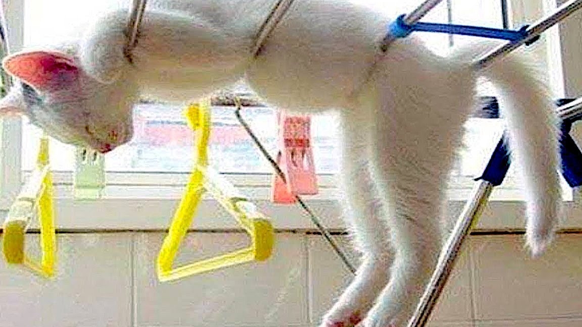 ПРИКОЛЫ С ЖИВОТНЫМИ 😹 | СМЕШНЫЕ КОТЫ и СОБАКИ  | СМЕШНЫЕ ЖИВОТНЫЕ | 100