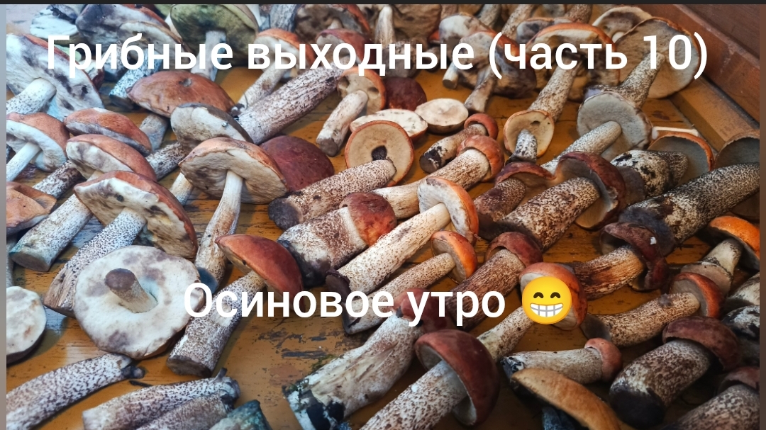 Грибные выходные ( часть 10 ) Осиновое утро 😁.