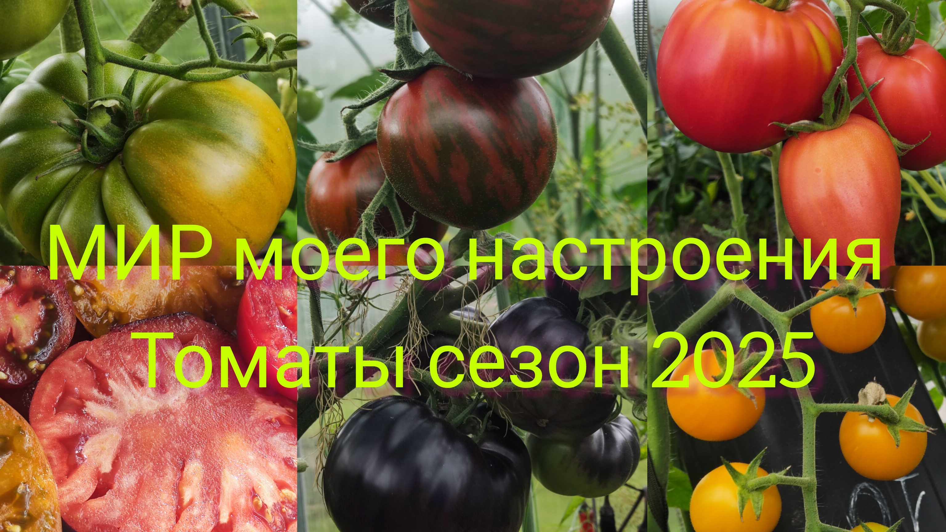 28.08.25 Дача.Томаты итоги сезона.
