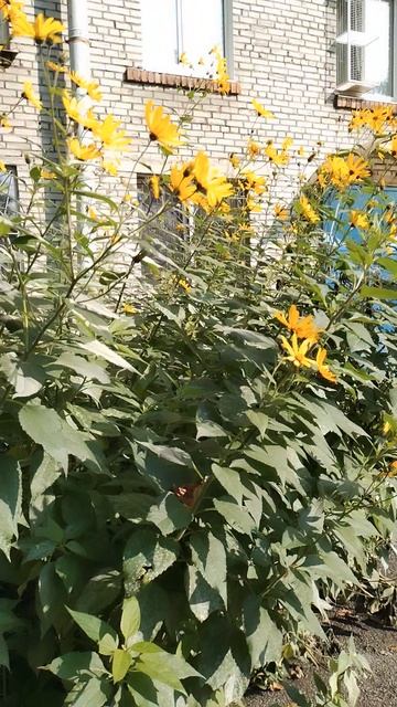 Цветение топинамбура, 5 сентября 2025.