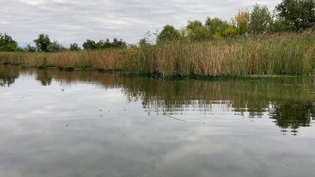 Щука вместо окуня