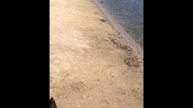 Уточки