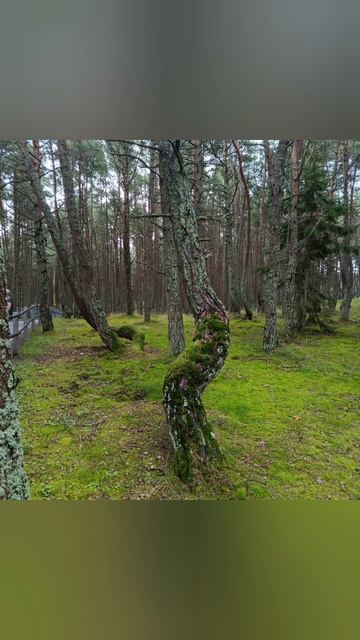 Сказочный (танцующий) лес.