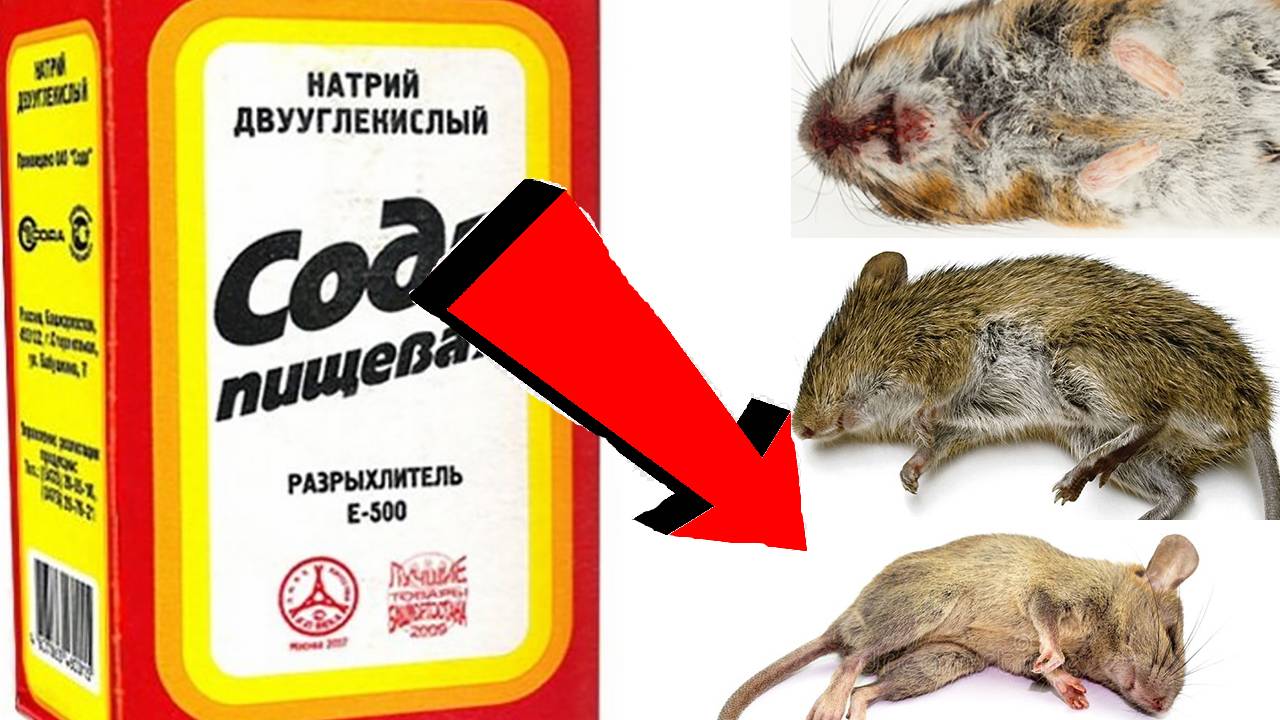 Как избавиться от мышей За 3 Секунды...!..!!!!!..!..