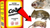 Как избавиться от мышей За 3 Секунды...!..!!!!!..!..