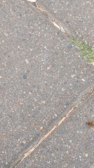 Крутимся, словно эта муха