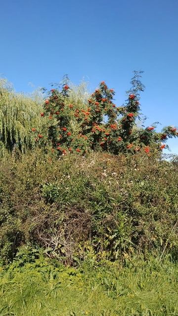 Рябина, 3 сентября 2025.