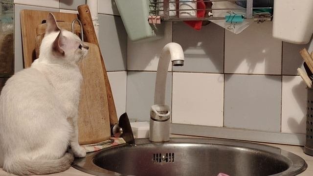 Котятам мухи уже надоели