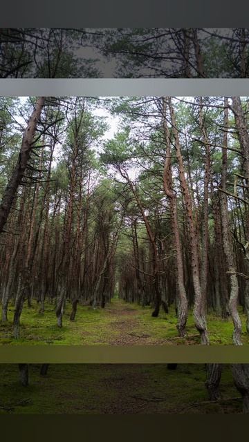 Природа Калининграда и области 2025 год..