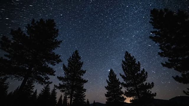 ночное небо в лесу