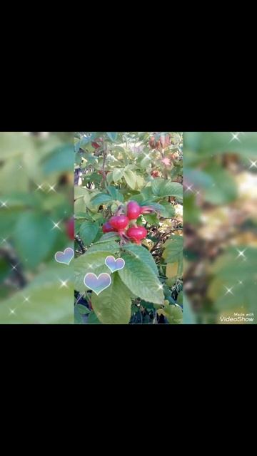 🏵️ ШИПОВНИК, КОШКА МАША И КОТ ШПРОТ 🏵️ 6 СЕНТЯБРЯ 2025 г.🏵️