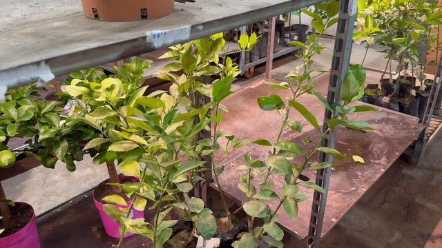 Прогулка в Цитрус Микс СПб с обзором