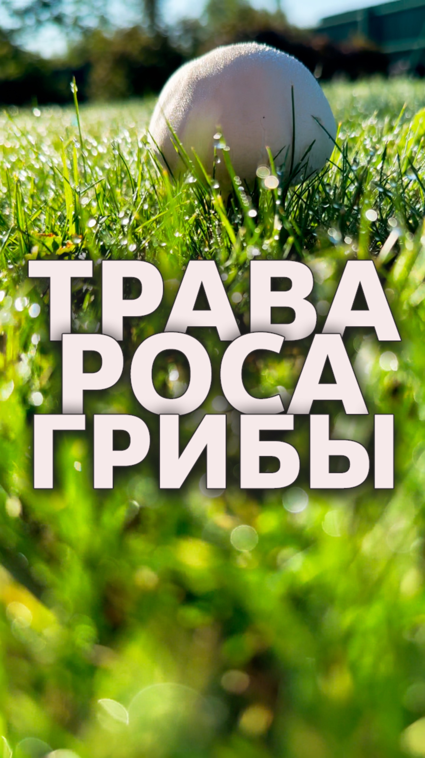 ТРАВА 🌿 РОСА 💧 ГРИБЫ 🍄 #надаче
