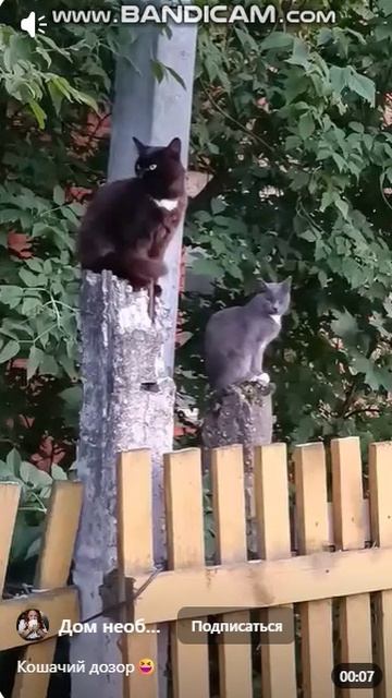 Кошачий дозор