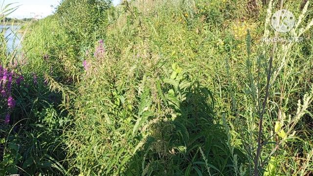 Красивая природа, Некоторые моменты с моих выездов на рыбалку, лето 2025.