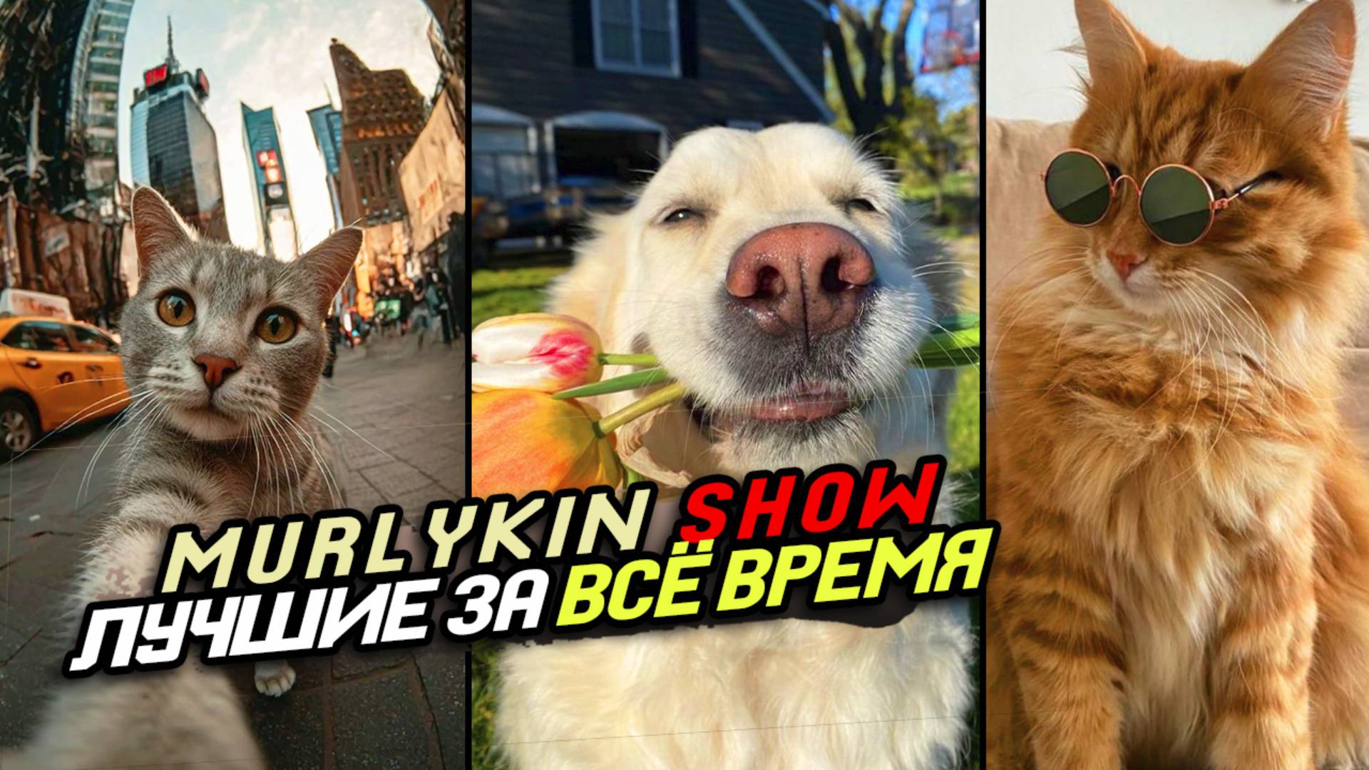 🔥 Приколы с котами и собаками 😂 Подборка смешных животных №4 ☺️ Лучшие за Всё Время 😎