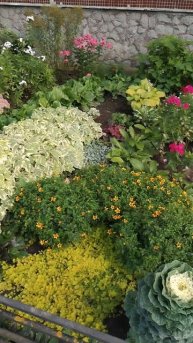 Декоративная капуста, 5 сентября 2025.