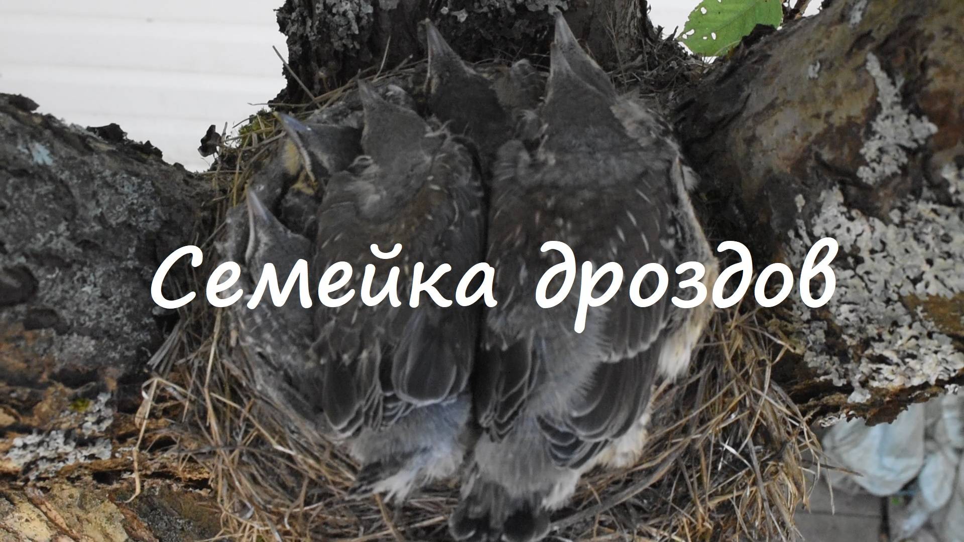 Птенчики. Семейка дроздов