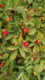 Плоды шиповника, 5 сентября 2025.